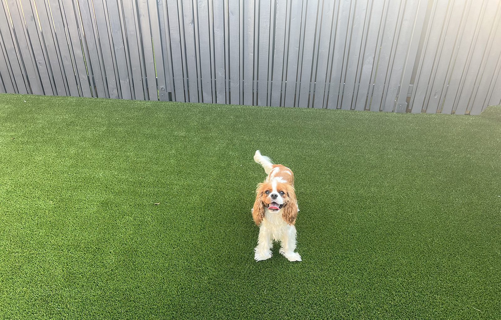 Cavalier Pup at Woof Tone Inn & Spa