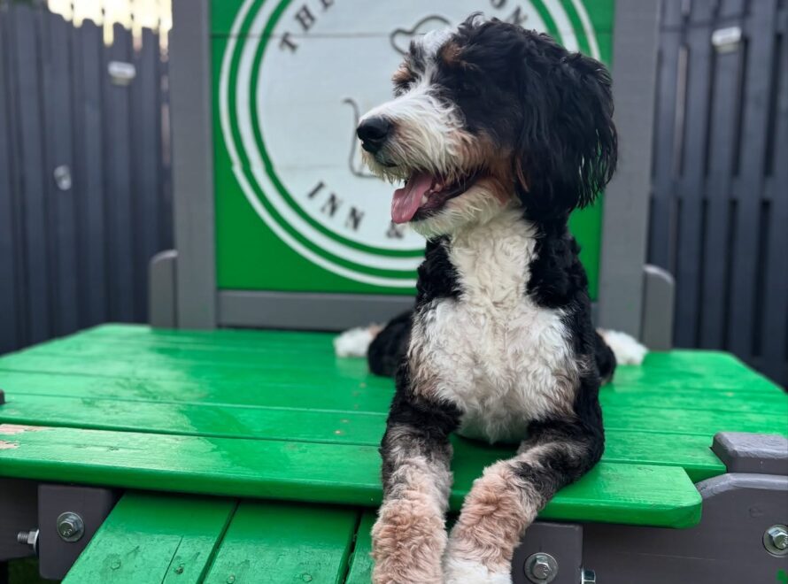 Woof Tone Inn & Spa in Dallas Texas.