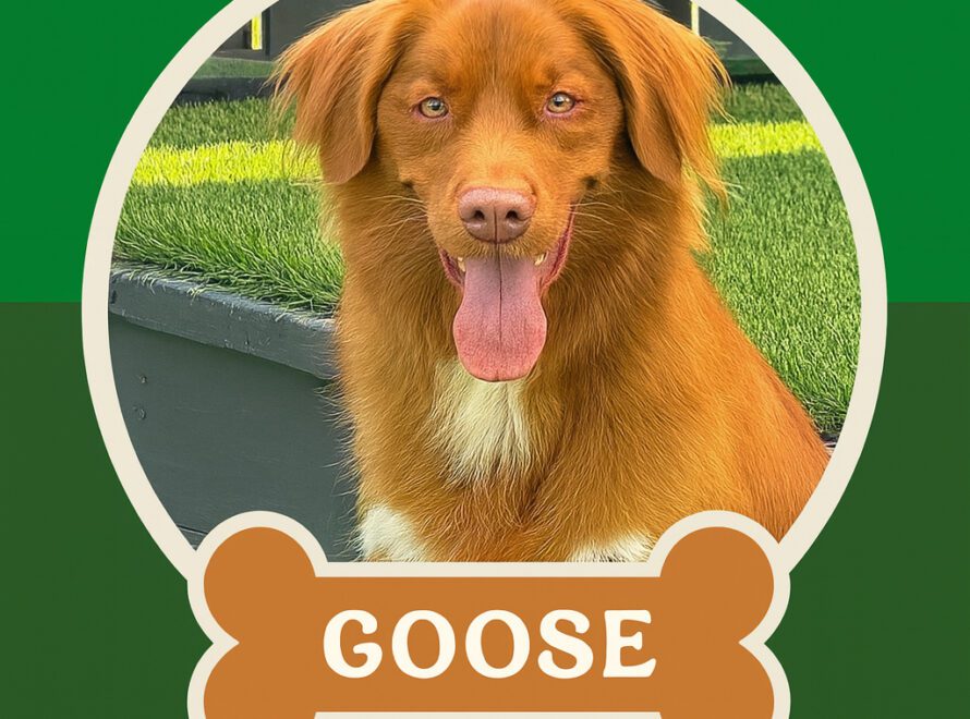 September Pet of the month - Goose