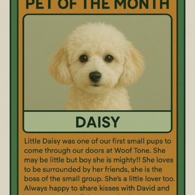 Daisy October Pet of the Month