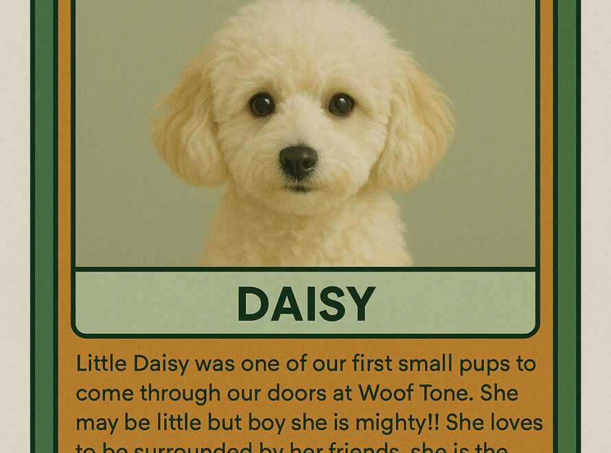 Daisy October Pet of the Month